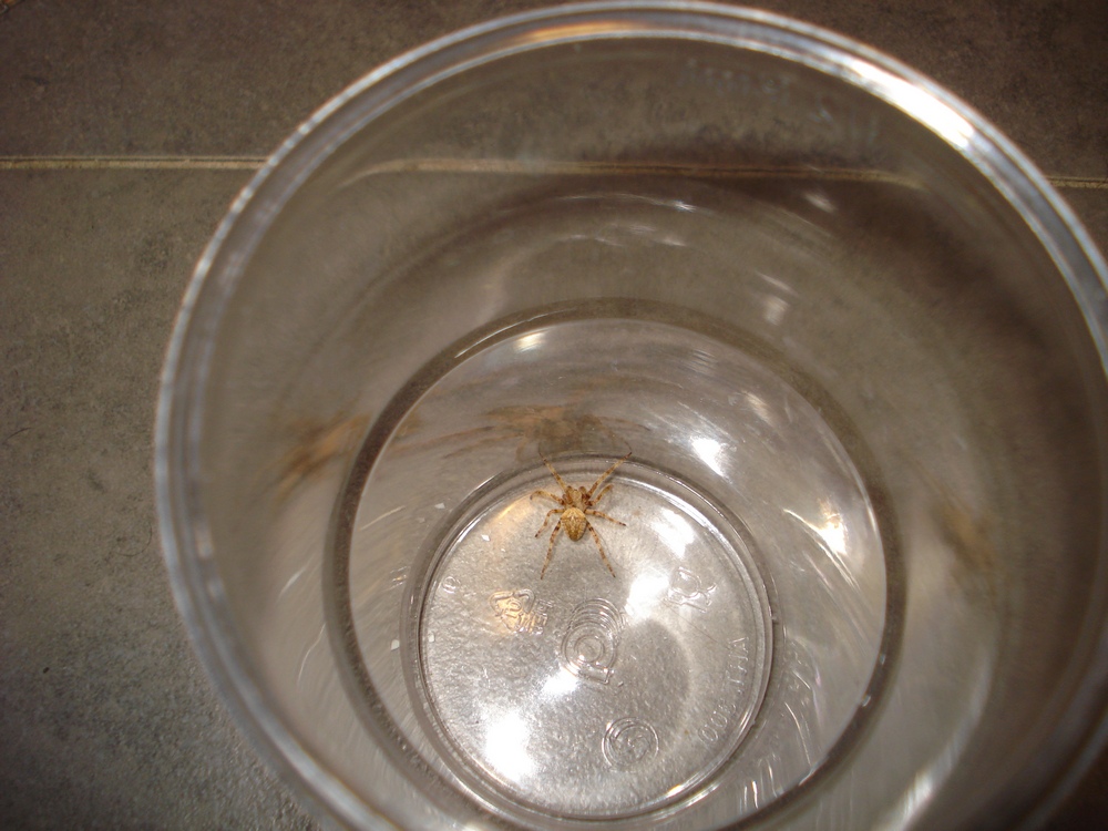 Neoscona subfusca - Galliera (BO)